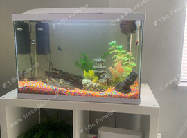Pleco &full set up and other fish
