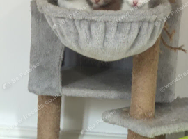 Kittens