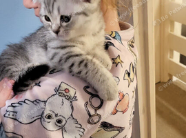 Scottish kittens
