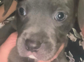 Beautiful puppies