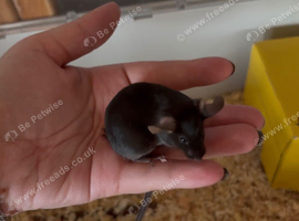 Baby male fancy mice for sale