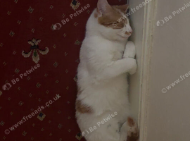 Leo is looking for a forever home