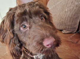 Coco needs a new home