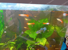 Guppies for sale