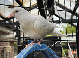 Pure White Doves for Sale