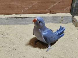 Baby ringneck