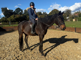 16.3 gelding 6yr old
