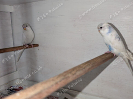 Pair of white and blue baby budgies