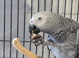 African grey 11 months