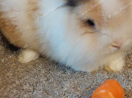 Beautifull Lionhead teddy buck