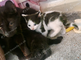 Here i have a bundle of kittens looking for there forever homes
