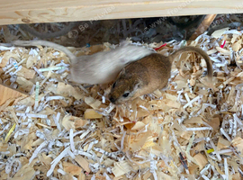 Two male gerbils