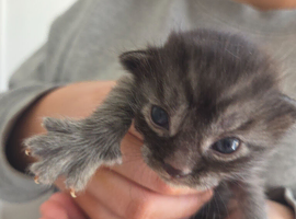 4 beautiful bengal cross kittens for sale
