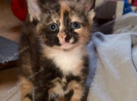 Kittens female and male