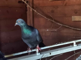 RACING PIGEONS