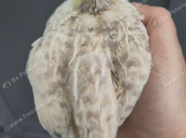 Male Japanese quail