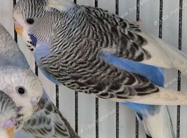 Dominant pied split helicopter