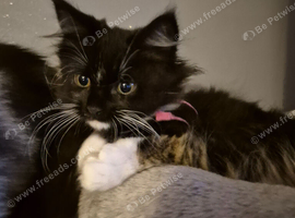 Maine coon kittens last 1