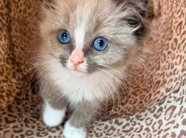 Adorable ragdoll kittens