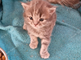 Beautiful British short haired cross kittens for sale
