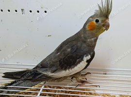 Beautiful Young Cockatiel now available for a new loving home