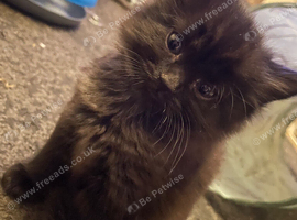 Kitten female