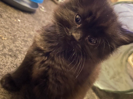Kitten available female