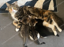 I have 3 ragamuffins kittens for sale