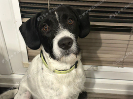English springer spaniel x patterdale