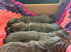 Cocker Spaniel full pedigree puppies for sale