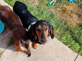 Black and tan long haired boy 18 month
