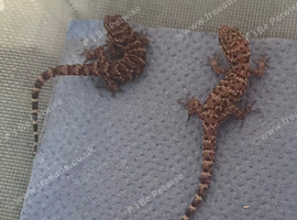 Bynoe geckosx2