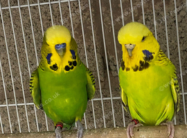 Budgie pairs