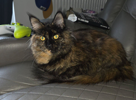 2 year old maine coon