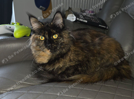 Maine coon female