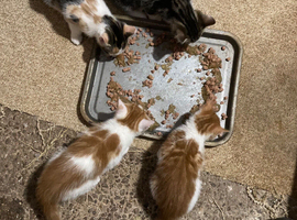 Playful kittens forsale