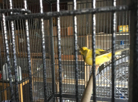Wanted hen border canaries