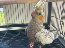 Cockatiels x2. Pearl/ yellow and gray. Untame