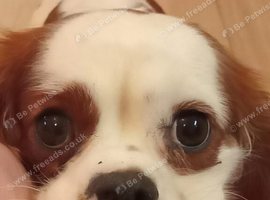 Cavalier king Charles boy