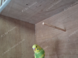 1 Baby budgie 7 weeks