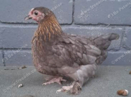 10 bantam chickens