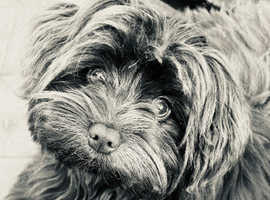 Stud Only  - gorgeous mix -Pomeranian X Yorkiepoo