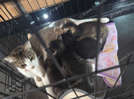 Boy kitten ready to leave now