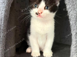 Kittens for forever home
