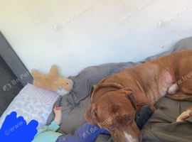 American bulldog cross doberman