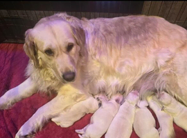 Beautiful KC reg Golden Retriever Puppies 1 boy 3 girls.