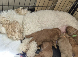4 beautiful female cockapoos for sale