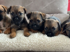 Gorgeous KC registered border terrier puppies