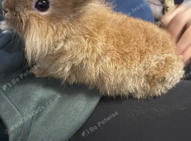Lionhead male 9 week old