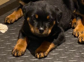 BEAUTIFUL ROTTWEILER PUPPIES